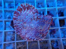 画像2: No.4  フィジー産 キッカサンゴ ピンクマルチ (2)