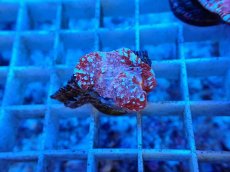 画像1: No.5  フィジー産 キッカサンゴ ピンクマルチ (1)