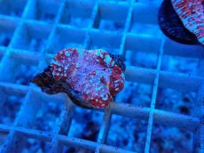 画像2: No.5  フィジー産 キッカサンゴ ピンクマルチ (2)