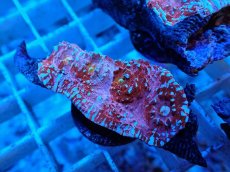 画像1: No.6  フィジー産 キッカサンゴ ピンクマルチ (1)