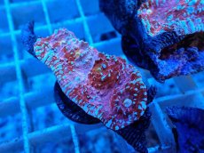 画像2: No.6  フィジー産 キッカサンゴ ピンクマルチ (2)