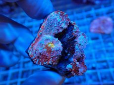 画像1: No.7  フィジー産 キッカサンゴ ピンクマルチ (1)