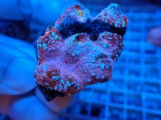 画像2: No.7  フィジー産 キッカサンゴ ピンクマルチ (2)