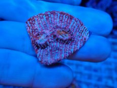 画像1: No.8  フィジー産 キッカサンゴ ピンクマルチ (1)