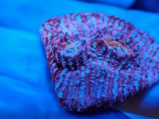 画像2: No.8  フィジー産 キッカサンゴ ピンクマルチ (2)