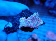 画像1: No.9  フィジー産 キッカサンゴ ピンクマルチ (1)