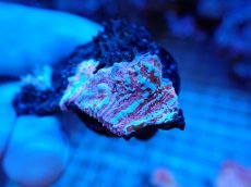 画像2: No.9  フィジー産 キッカサンゴ ピンクマルチ (2)