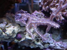 画像1: No.1 オーストラリア産 ヤギsp (1)