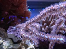 画像2: No.1 オーストラリア産 ヤギsp (2)