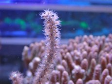 画像2: No.2 オーストラリア産 ヤギsp (2)