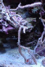 画像1: No.3 オーストラリア産 ヤギsp (1)