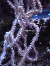 画像2: No.4 オーストラリア産 ヤギsp (2)