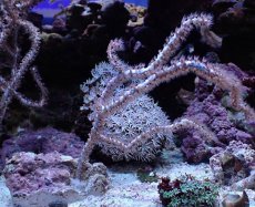 画像1: No.5 オーストラリア産 ヤギsp (1)