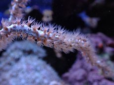 画像2: No.5 オーストラリア産 ヤギsp (2)