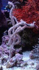 画像1: No.6 オーストラリア産 ヤギsp (1)