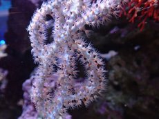 画像2: No.6 オーストラリア産 ヤギsp (2)