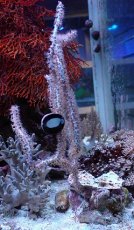 画像1: No.7 オーストラリア産 ヤギsp (1)