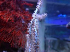 画像2: No.7 オーストラリア産 ヤギsp (2)