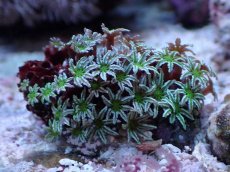 画像1: No.1 フィジー産 クダサンゴ　グリーンコア (1)