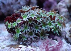 画像2: No.1 フィジー産 クダサンゴ　グリーンコア (2)