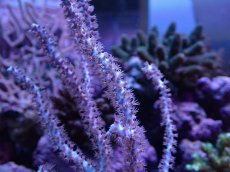 画像2: No.8 オーストラリア産 ヤギsp (2)