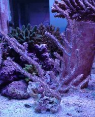 画像1: No.9 オーストラリア産 ヤギsp (1)