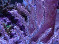 画像2: No.9 オーストラリア産 ヤギsp (2)