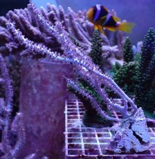 画像1: No.10 オーストラリア産 ヤギsp (1)