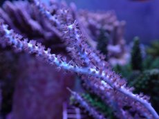 画像2: No.10 オーストラリア産 ヤギsp (2)