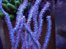 画像2: No.11 オーストラリア産 ヤギsp (2)