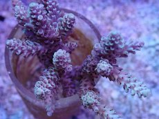 画像1: No.117 オーストラリア産 浅場ミドリイシ (1)