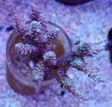 画像2: No.117 オーストラリア産 浅場ミドリイシ (2)