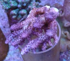 画像1: No.118 オーストラリア産 浅場ミドリイシ (1)