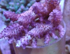 画像2: No.118 オーストラリア産 浅場ミドリイシ (2)