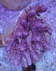 画像1: No.119 オーストラリア産 浅場ミドリイシ (1)