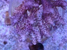 画像2: No.119 オーストラリア産 浅場ミドリイシ (2)