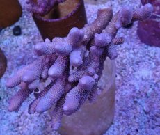 画像1: No.120 オーストラリア産 スパスラータ (1)