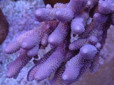 画像2: No.120 オーストラリア産 スパスラータ (2)