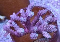 画像1: No.121 オーストラリア産 浅場ミドリイシ (1)