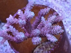 画像2: No.121 オーストラリア産 浅場ミドリイシ (2)