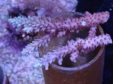 画像1: No.122 オーストラリア産 浅場ミドリイシ (1)