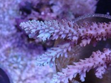 画像2: No.122 オーストラリア産 浅場ミドリイシ (2)