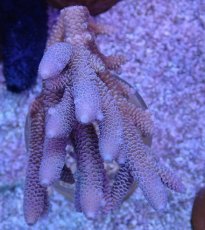 画像1: No.123 オーストラリア産 スパスラータ (1)