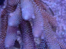 画像2: No.123 オーストラリア産 スパスラータ (2)