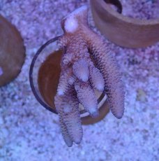 画像1: No.124 オーストラリア産 スパスラータ (1)