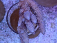 画像2: No.124 オーストラリア産 スパスラータ (2)