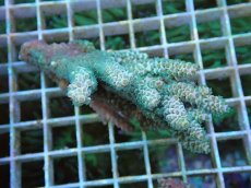 画像1: No.125 バーミキュラータ (1)