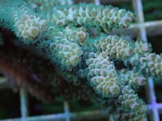 画像2: No.125 バーミキュラータ (2)