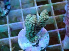 画像1: No.126 バーミキュラータ (1)