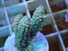 画像2: No.126 バーミキュラータ (2)